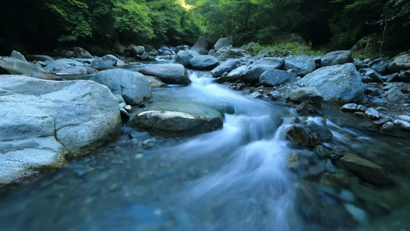 Cauce de un río entre vegetación
